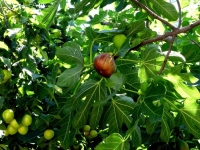 Гостевой дом «Ангара» фото 7